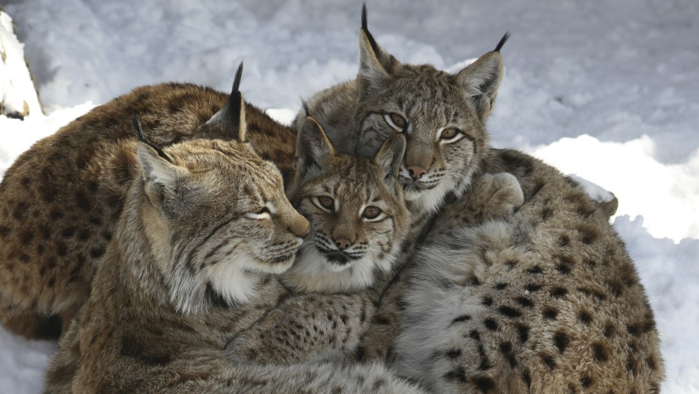 Alpenzoo bij Innsbruck.